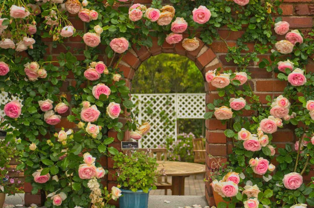 De beaux rosiers dans un jardin