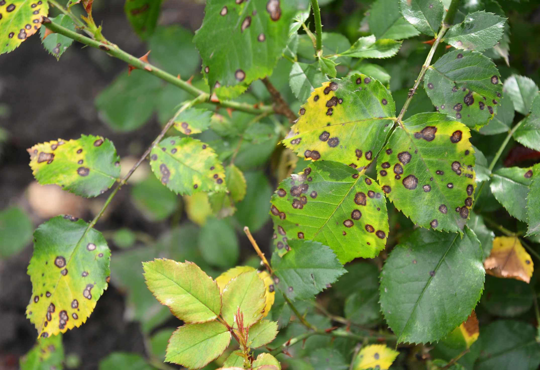 Des feuilles de rosiers atteints d'une maladie