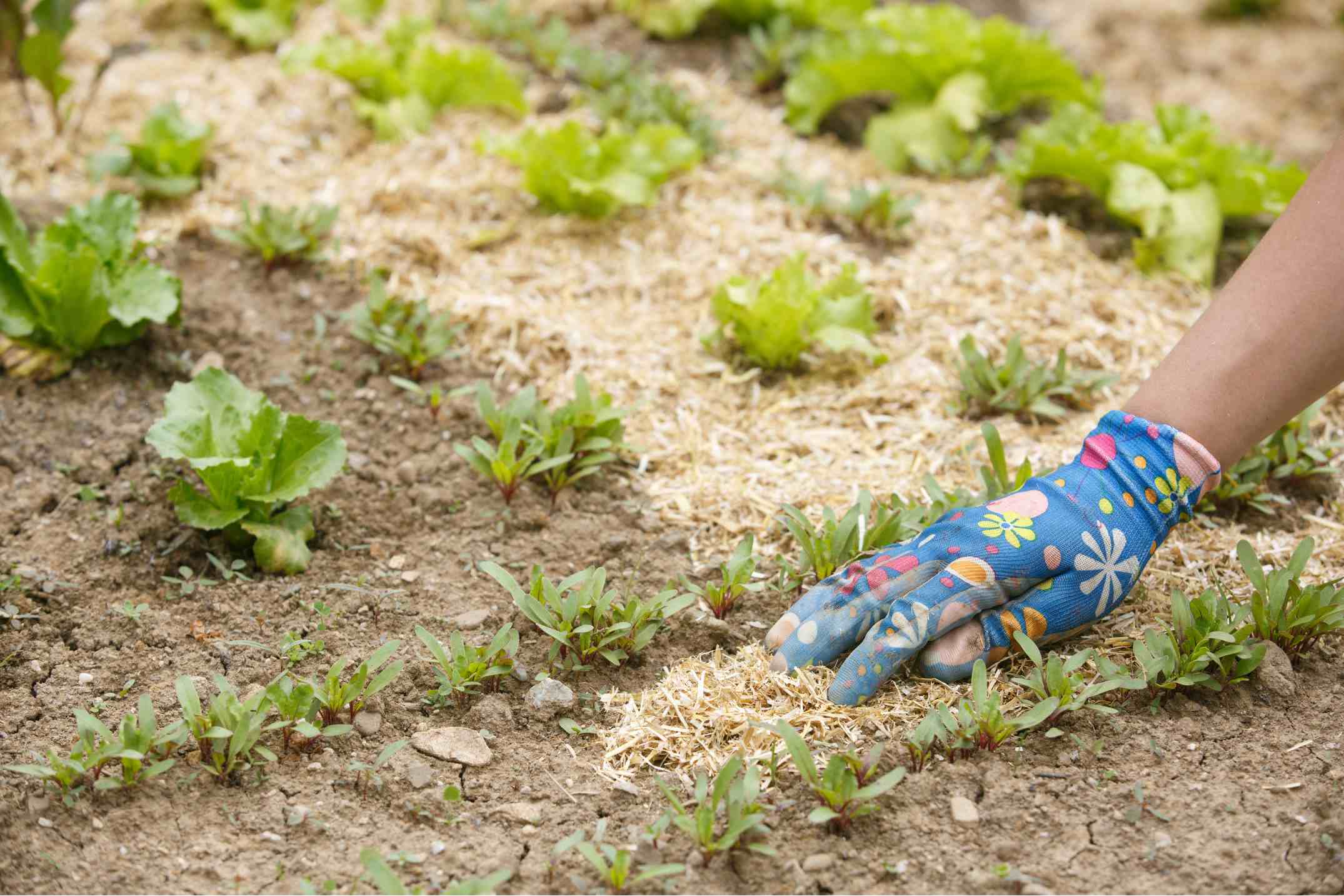 Une femme met du paillage dans sonpotager pour protéger les cultures