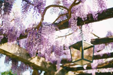 Une glycine tombante d'une pergola dans un jardin