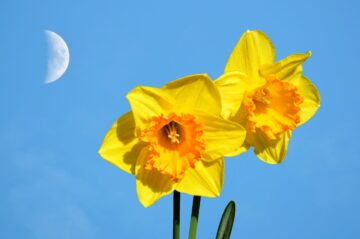 De belles fleurs jaunes avec en fond la Lune en plein jour