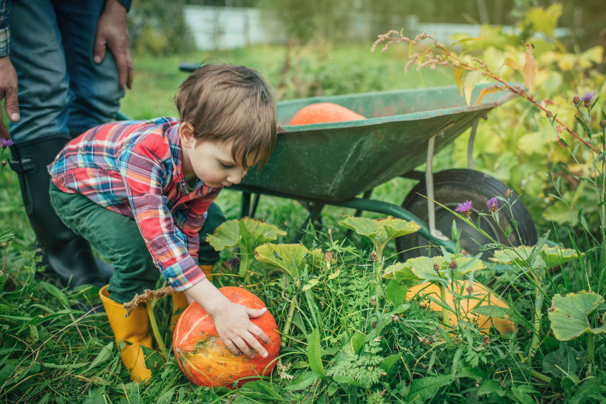 Que faire dans son potager en novembre ?