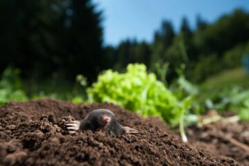 Une taupe sort de son trou dans un jardin