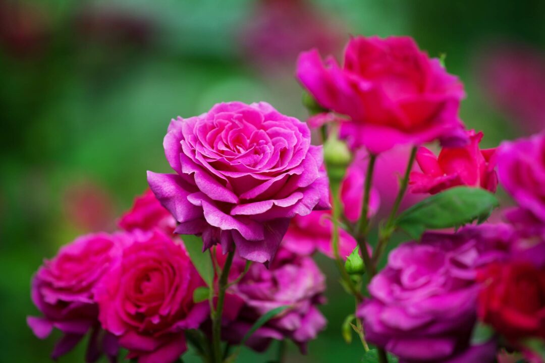 De belles roses dans un jardin