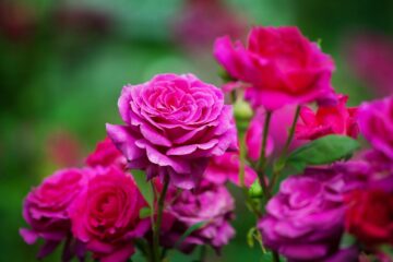 De belles roses dans un jardin