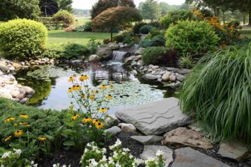 Un joli bassin de jardin avec sa cascade et ses plantes