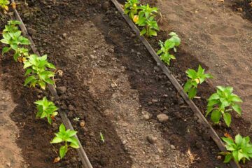 Un système d'arrosage au pied de jeunes pousses dans un jardin