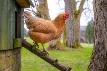 Une poule sort de son poulailler installé dans un jardin