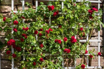 Un rosier en fleurs s'épanouissant sur un treillage en bois