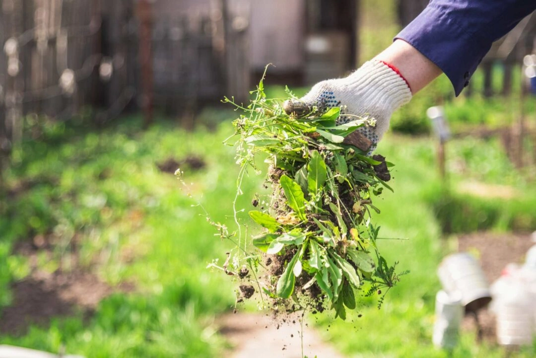 Un jardinier entretient un jardin en enlevant les mauvaises herbes